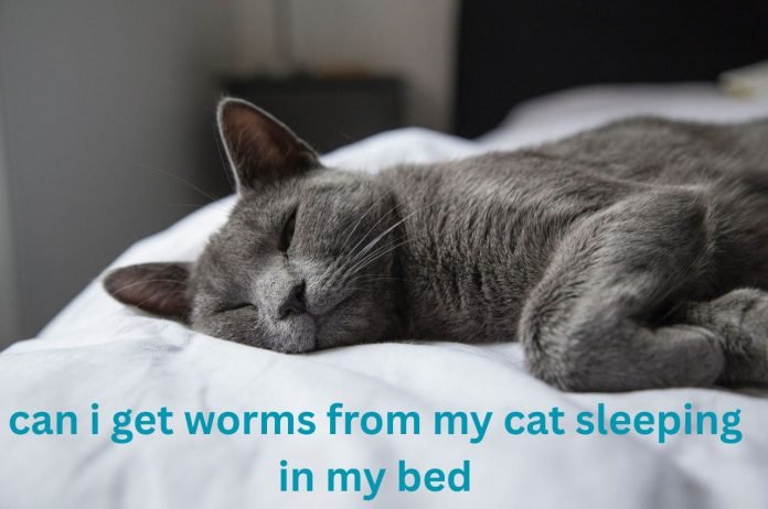 can i get worms from my cat sleeping in my bed
