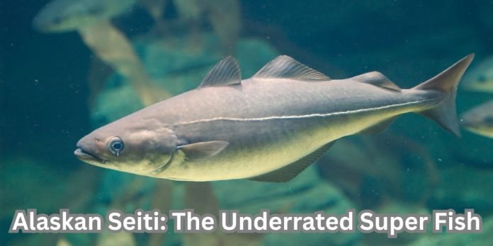 Alaskan Seiti: The Underrated Super Fish