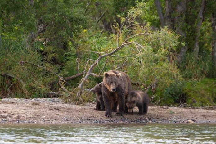 Wildlife Tours for Families: Safe and Exciting Nature Experiences